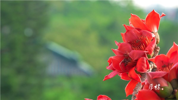 红棉似火开