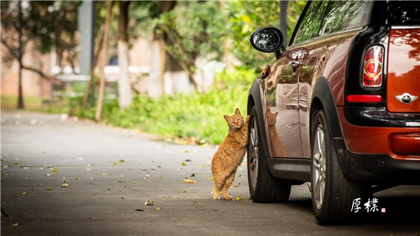 “我想开车”