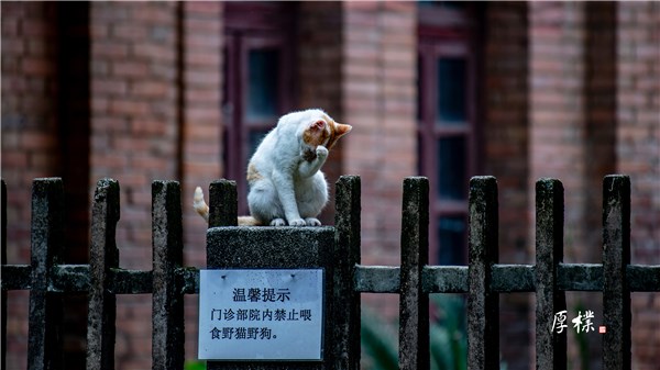 猫生艰难